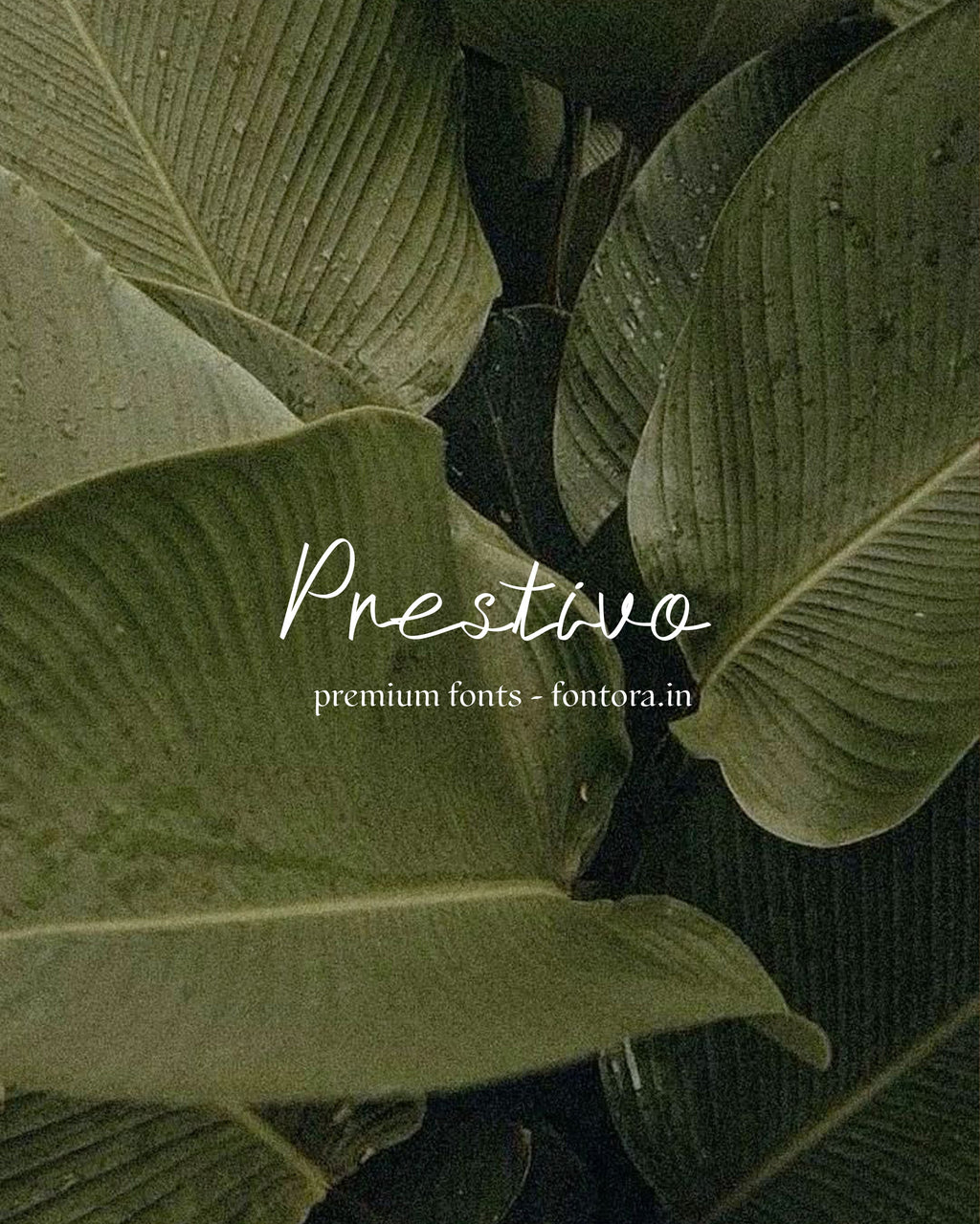 50 LUXURIOUS FONTS FOR SALE PRESET GALLERY