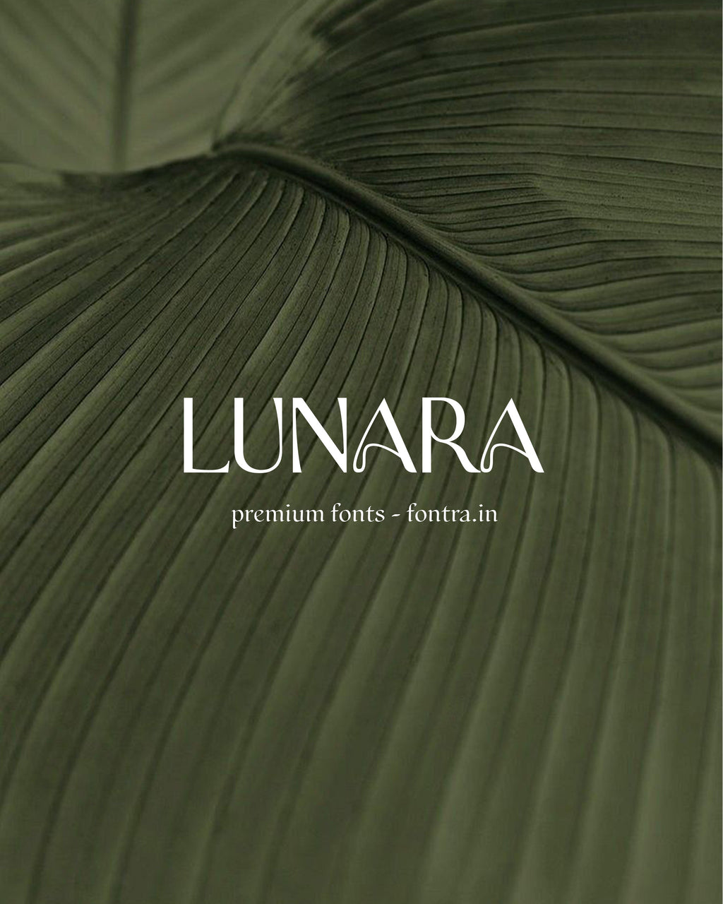 50 LUXURIOUS FONTS FOR SALE PRESET GALLERY