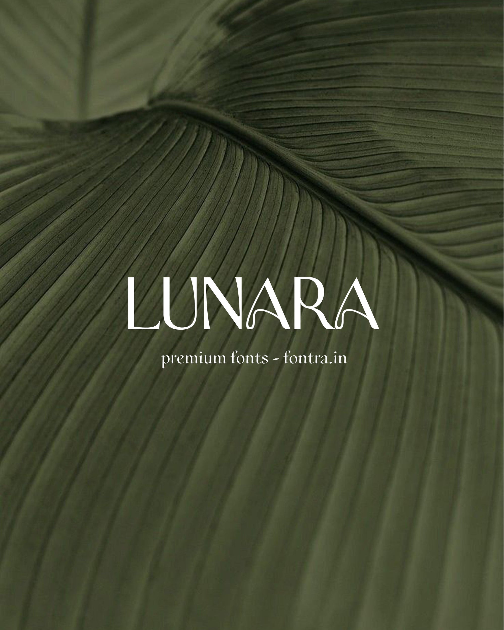 50 LUXURIOUS FONTS FOR SALE PRESET GALLERY
